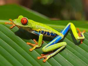 Rana de ojos rojos, Agalychnis callidryas