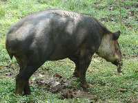 Tapir centroamericano, Tapirus bairdii