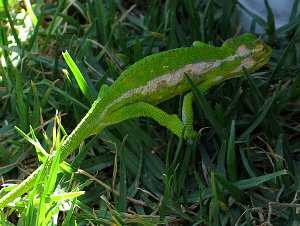 Bradypodion pumilum, camaleón enano del Cabo