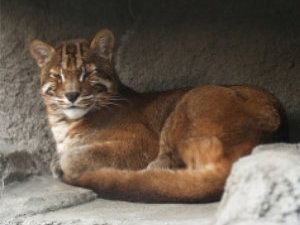 Gato dorado: Catopuma temminckii