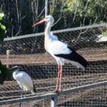 ciguena-blanca-ciconia-ciconia