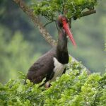 ciguena-negra-ciconia-nigra