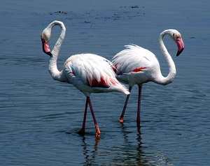 Phoenicopterus roseus, flamenco común