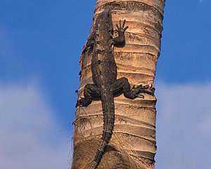 iguana negra, ctenosaura pectinata