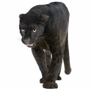 Características del Jaguar, Panthera onca