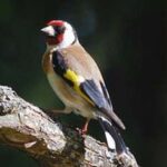 jilguero-carduelis-carduelis