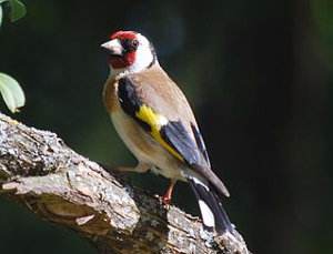 jilguero, Carduelis carduelis