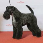 kerry-blue-terrier