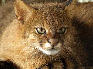 Gato Leopardus colocolo