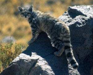 Gato andino, Leopardus jacobita