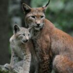 lince-boreal