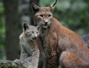 Lince boreal, características y descripción