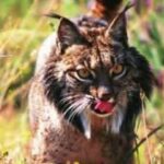 lince-iberico