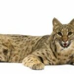 lince-rojo-bobcat