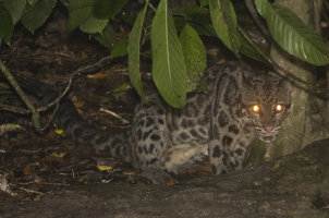 Pantera nebulosa de Borneo: Neofelis diardi