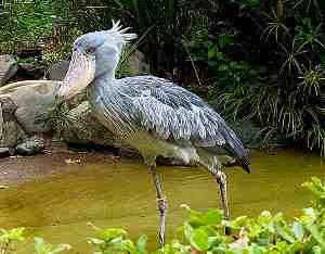 Picozapato, Balaeniceps rex