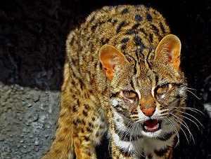 Gato de bengala: Prionailurus bengalensis