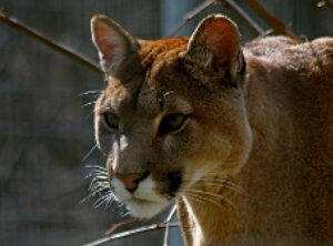 Puma (concolor), hábitat, costumbres, alimentación y reproducción