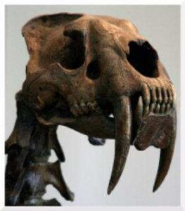 Tigre dientes de sable: felidos prehistóricos