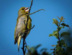 verderón, chloris chloris