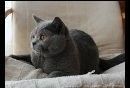 Vídeo del gato british shorthair