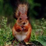 ardilla-roja-sciurus-vulgaris