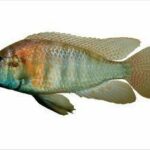 astatotilapia-burtoni