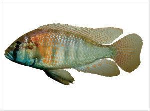 Astatotilapia burtoni, pez cíclido africano