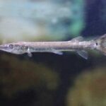 ctenolucius hujeta-barracuda-agua-dulce