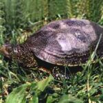 galapago-europeo-emys-orbicularis