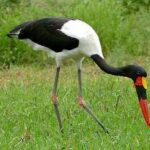 jabiru-africano-ephippiorhynchus-senegalensis