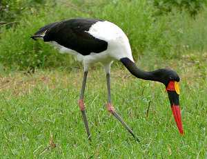 Jabiru africano, Ephippiorhynchus senegalensis