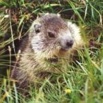 marmota-alpina-marmota-marmota