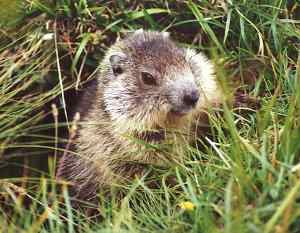 Marmota alpina: Marmota marmota