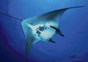 mobula mobular, manta mobula