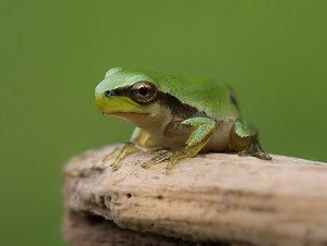 Ranita de San Antonio, Hyla arborea