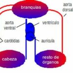 sistema-circulatorio-de-los-peces