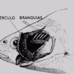 Sistema respiratorio de los peces