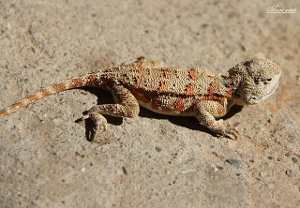 agama de Anderson, Trapelus ruderatus