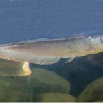 arowana-plata-osteoglossum-bicirrhosum