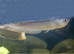 Arowana plata, Osteoglossum bicirrhosum