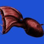 calama-vampiro-vampyroteuthis-infernalis