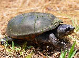 kinosternon flavescens, tortuga de pantano amarilla