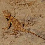 trapelus-mutabilis-agama-del-desierto