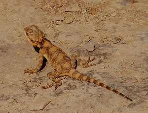 Trapelus mutabilis, agama del desierto