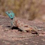 agama-sinaita-pseudotrapelus-sinaitus