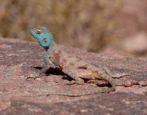 Agama sinaita, Pseudotrapelus sinaitus