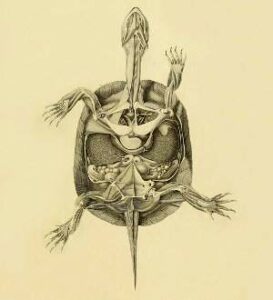 Anatomía de las tortugas, aspectos generales