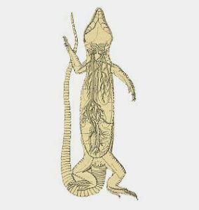 Anatomía y fisiología de los lagartos, aspectos generales