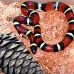 falsa-coral-lampropeltis-triangulum